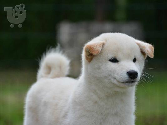 Κουτάβια Shiba Inu
